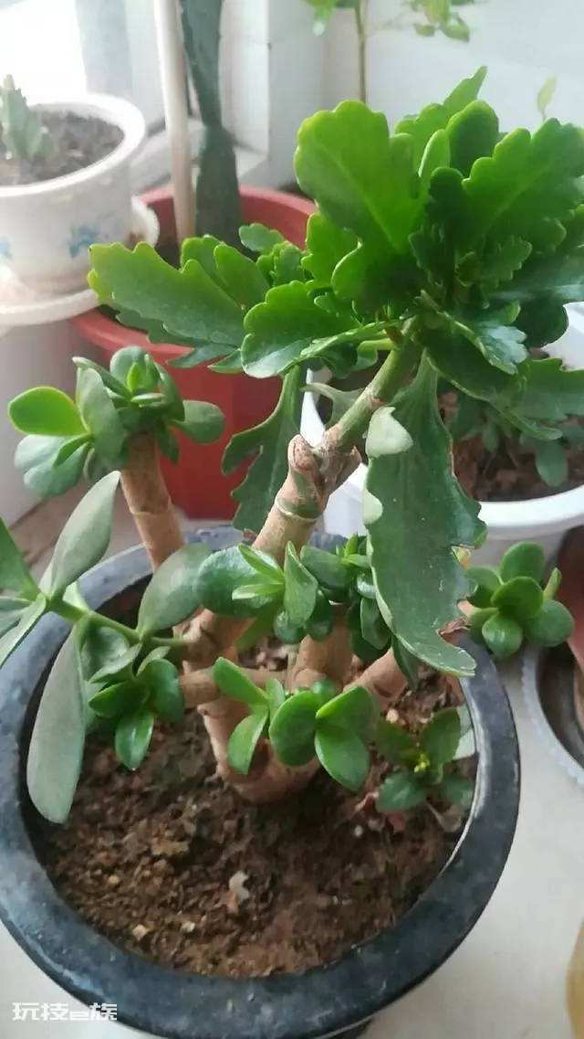玉树可以嫁接哪些花卉易成活(玉树长寿花嫁接正合适)-图片6